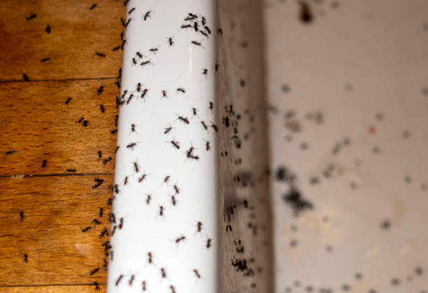 Best Best Pest Control Companies  in Grizzly Flats, CA
