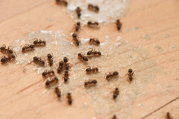 Best Bed Bug Extermination  in Grizzly Flats, CA