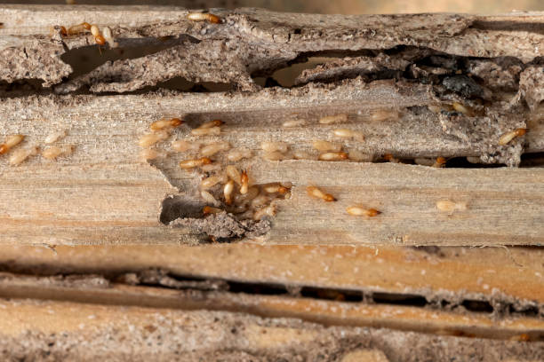 Best Flea Control Services  in Grizzly Flats, CA