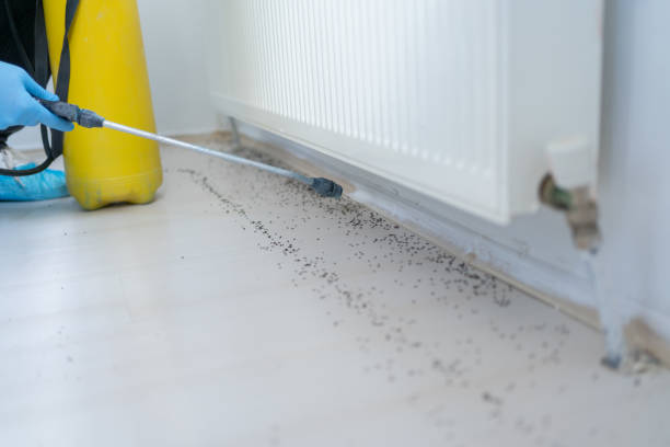 Reliable Grizzly Flats, CA Pest Control Solutions